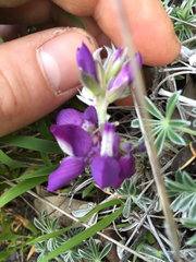 Lupinus nanus