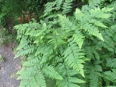 Pteridium aquilinum image