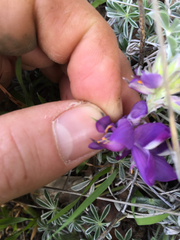 Lupinus nanus