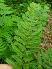 Pteridium aquilinum image