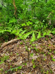 Pteridium aquilinum image
