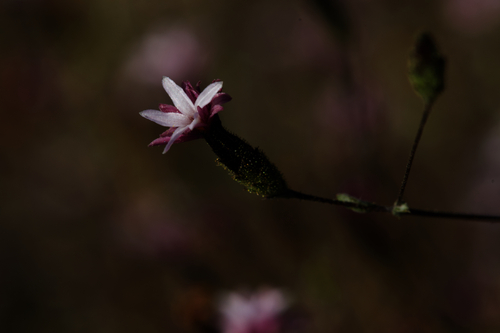Image of Smooth Lessingia (Lessingia micradenia) by (c) Arvel Hernandez, some rights reserved (CC BY)
