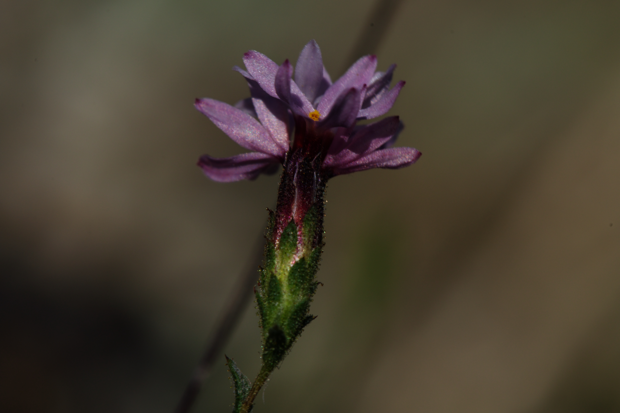 Lessingia micradenia var. micradenia