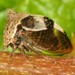 Two-horned Treehopper - Photo (c) Jason M Crockwell, some rights reserved (CC BY-NC-ND), uploaded by Jason M Crockwell