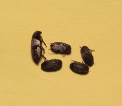 Dermestes marmoratus