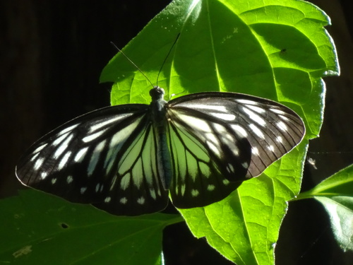 Common Wanderer