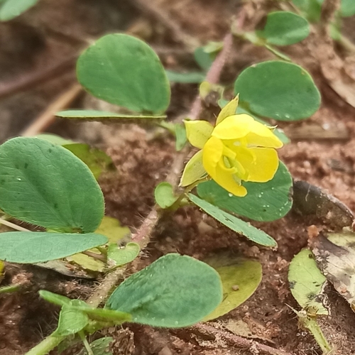 roundleaf sensitive pea