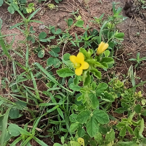 Asian Spiderflower