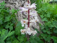 Orobanche crenata