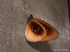 Euploea netscheri
