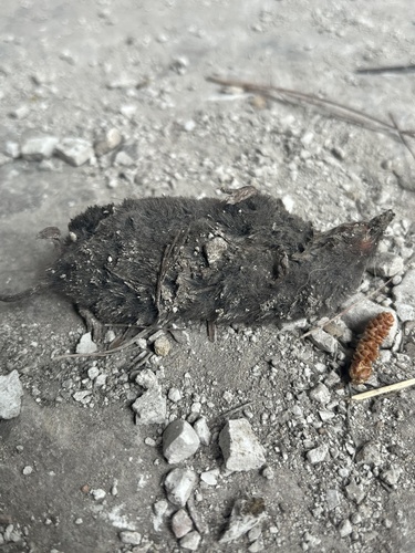 Thomas' Small-eared Shrew