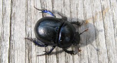 Anoplotrupes stercorosus