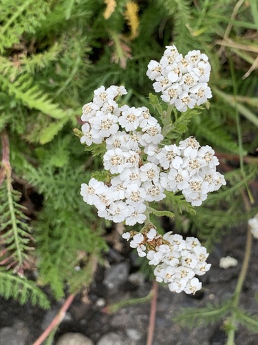 Stolisnik (Achillea)