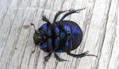 Anoplotrupes stercorosus