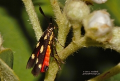 Eretmocera laetissima