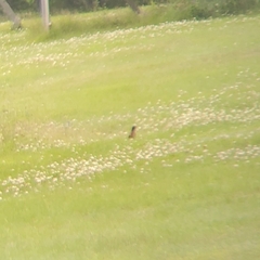 Turdus migratorius image