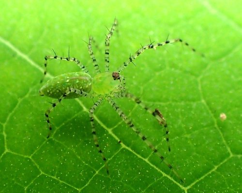 Green Lynx Spider, photo 9 of 9