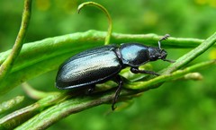 Platycerus caraboides