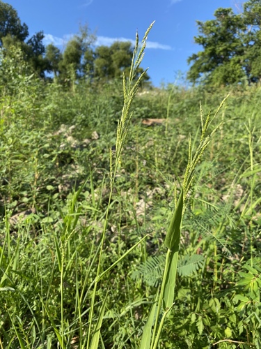 Eriochloa acuminata iNat (3)