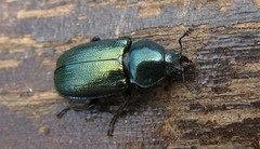 Platycerus caraboides