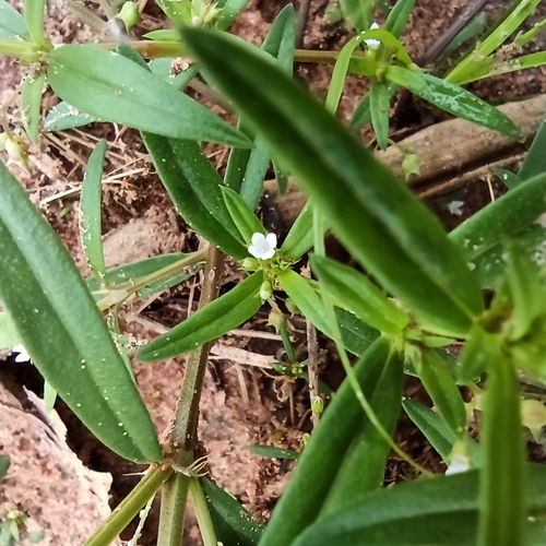 Old World Diamond Flower