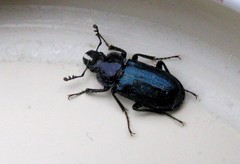 Platycerus caraboides