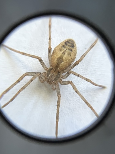 Hairy Running Crab Spider
