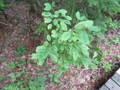 Ilex mucronata image