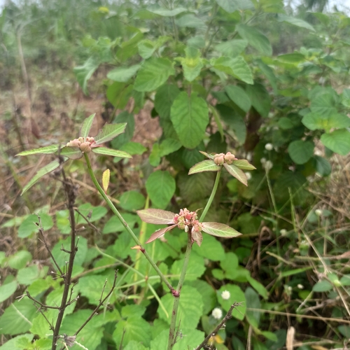 painted spurge