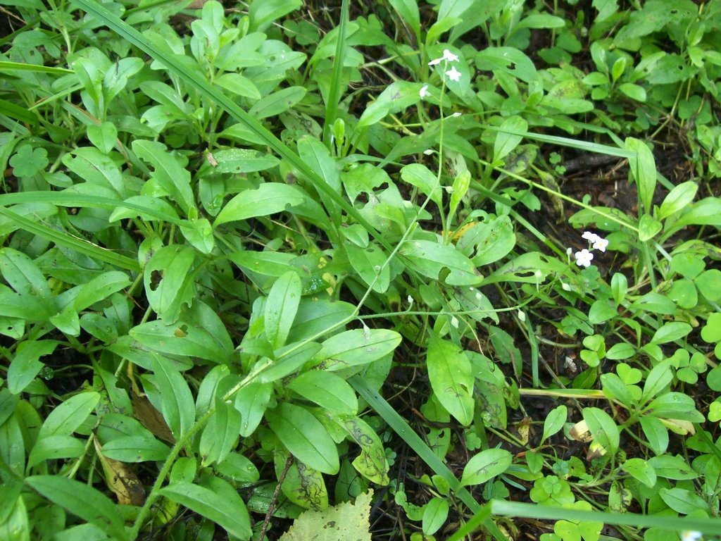 Myosotis krylovii