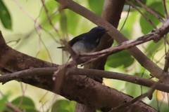 Cyornis hainanus
