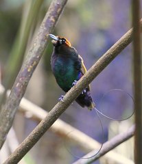 Cicinnurus magnificus