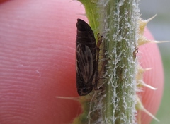 Evacanthus acuminatus