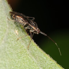 Taedia