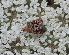 Tebenna bjerkandrella