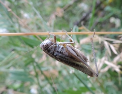 Platycleis grisea