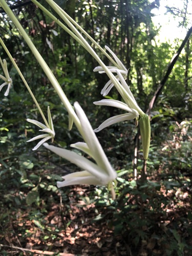 Posoqueria longiflora, photograph 2