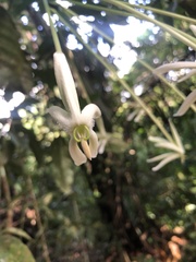 Posoqueria longiflora, photograph (c) Thomaz de Carvalho Callado, some rights reserved (CC BY)