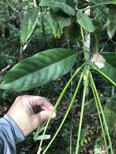 Posoqueria longiflora, photograph 4
