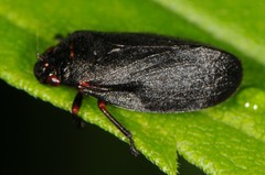 Prosapia ignipectus