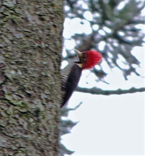 Helmeted Woodpecker (Celeus galeatus), photo 10