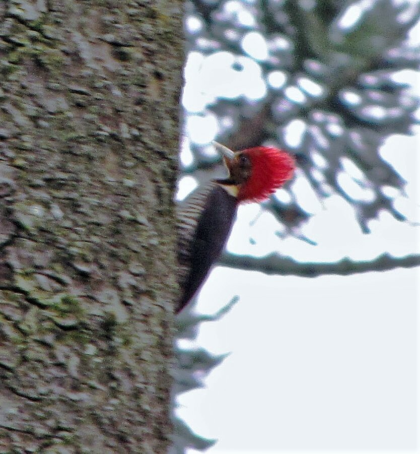Helmeted Woodpecker (Celeus galeatus), photo 5