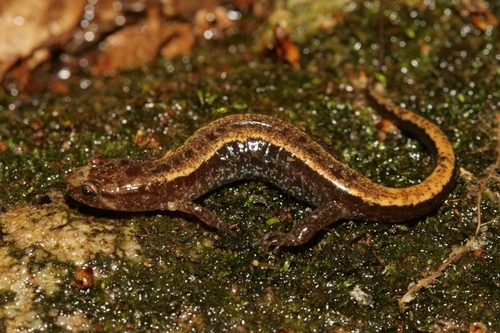 Blue Ridge Dusky Salamander
