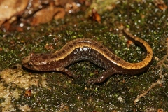 Blue Ridge Dusky Salamander photo 2