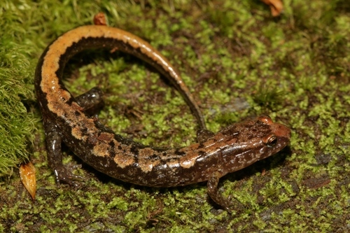 Blue Ridge Dusky Salamander