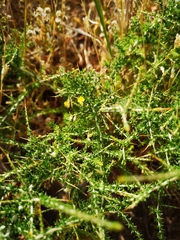 Aspalathus acuminata acuminata