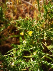 Aspalathus acuminata acuminata