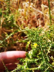 Aspalathus acuminata acuminata