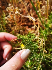Aspalathus acuminata acuminata