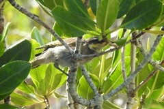 Gavicalis fasciogularis